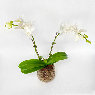 White Midi Orchids 40cm in Gold Vase | Buy Orchids in Dubai UAE | Gifts