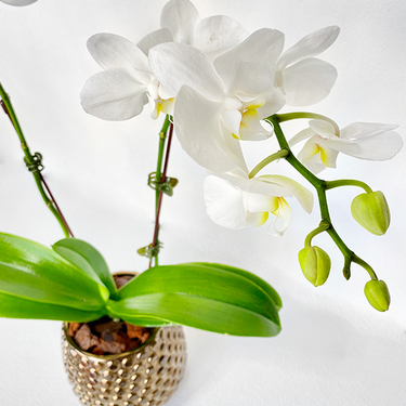 White Midi Orchids 40cm in Gold Vase | Buy Orchids in Dubai UAE | Gifts