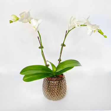 White Midi Orchids 40cm in Gold Vase | Buy Orchids in Dubai UAE | Gifts