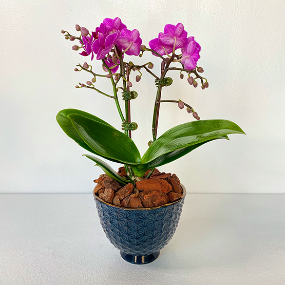 Midi Orchids Purple 40cm with Blue Vase | Buy Flowers in Dubai UAE | Gifts