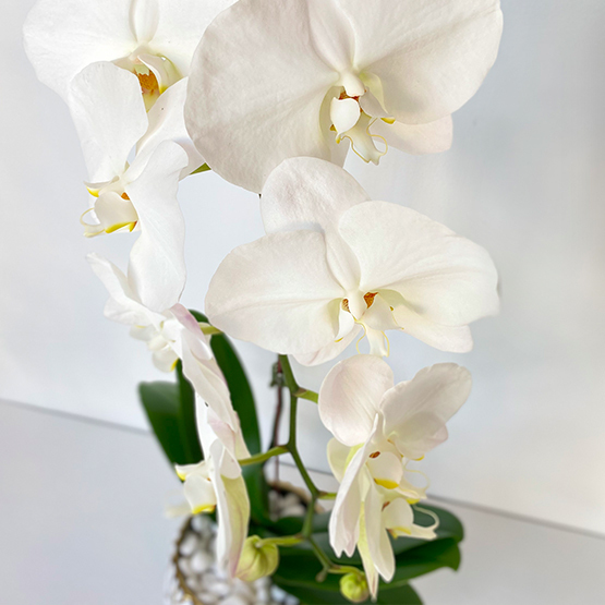 White Phalaenopsis Orchid | Buy Orchids in Dubai UAE | Gifts