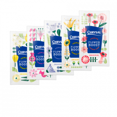 Vitamin Flower Sachet  - 5pcs | Buy Plants in Dubai UAE | Gifts