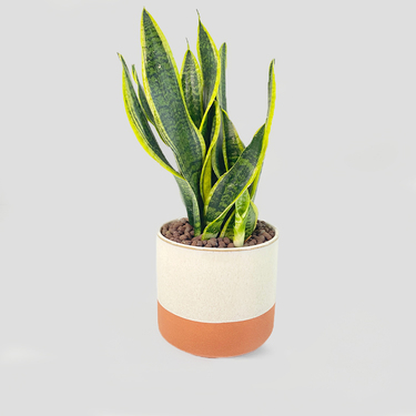 Snake Plant with White and Orange Pot | Buy Flowers in Dubai UAE | Gifts