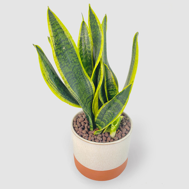 Snake Plant with White and Orange Pot | Buy Flowers in Dubai UAE | Gifts