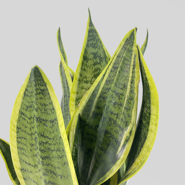 Snake Plant with White and Orange Pot | Buy Flowers in Dubai UAE | Gifts