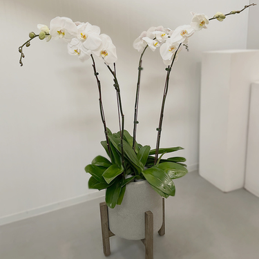 Exotic 4 White Orchids in Grey Pot | Buy Orchids in Dubai UAE | Gifts