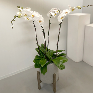 Exotic 4 White Orchids in Grey Pot | Buy Orchids in Dubai UAE | Gifts