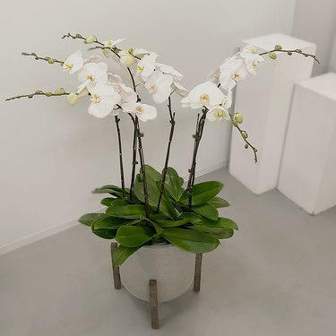 Exotic 6 White Orchids in Grey Pot| Buy Orchids in Dubai UAE | Gifts