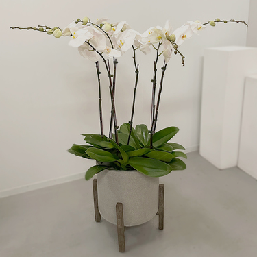 Exotic 6 White Orchids in Grey Pot| Buy Orchids in Dubai UAE | Gifts