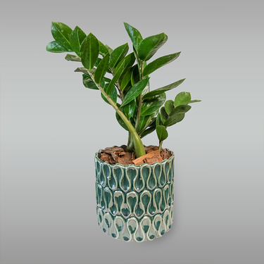 Zanzibar Plant in Light Green Pot | Buy Flowers in Dubai UAE | Gifts