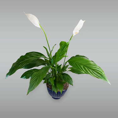 Spathiphyllum Plant in Blue Pot | Buy Plants in Dubai UAE | Gifts