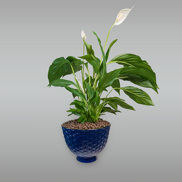 Spathiphyllum Plant in Blue Pot | Buy Plants in Dubai UAE | Gifts