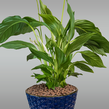 Spathiphyllum Plant in Blue Pot | Buy Plants in Dubai UAE | Gifts