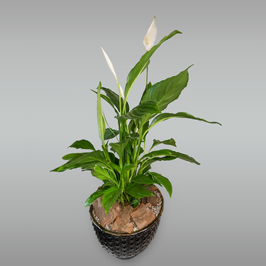 Spathiphyllum Plant in Black Pot | Buy Plants in Dubai UAE | Gifts