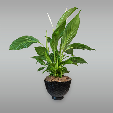 Spathiphyllum Plant in Black Pot | Buy Plants in Dubai UAE | Gifts