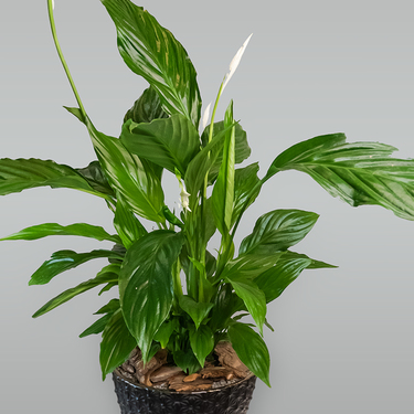 Spathiphyllum Plant in Black Pot | Buy Plants in Dubai UAE | Gifts