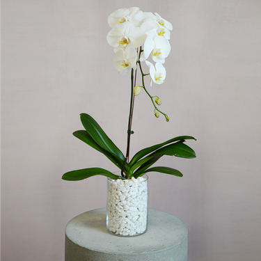 White Orchid with Glass Vase and Pebbles | Buy Orchids in Dubai UAE | Gifts