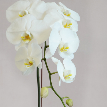 White Orchid with Glass Vase and Pebbles | Buy Orchids in Dubai UAE | Gifts