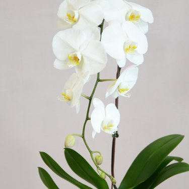 White Orchid with Glass Vase and Moss | Buy Orchids in Dubai UAE | Gifts