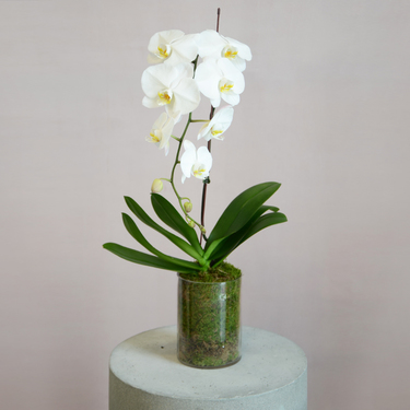 White Orchid with Glass Vase and Moss | Buy Orchids in Dubai UAE | Gifts