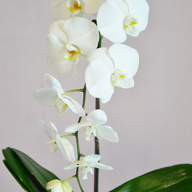 White Orchid in White Box | Buy Orchids in Dubai UAE | Gifts