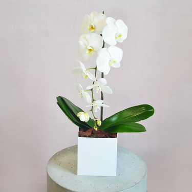 White Orchid in White Box | Buy Orchids in Dubai UAE | Gifts