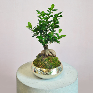 Gold Bonsai | Buy Flowers in Dubai UAE | Gifts