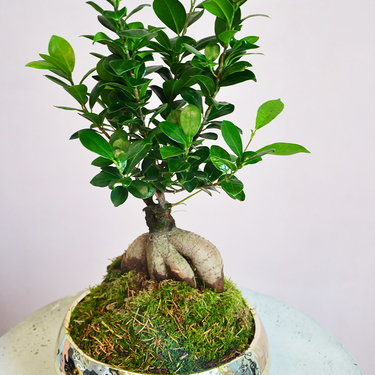 Gold Bonsai | Buy Flowers in Dubai UAE | Gifts