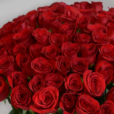 100 Red Roses | Buy Flowers in Dubai UAE | Gifts