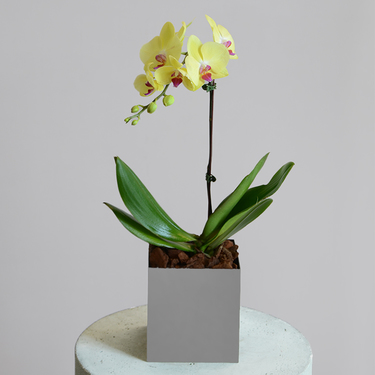 Yellow Orchid in Black Box | Buy Orchids in Dubai UAE | Gifts