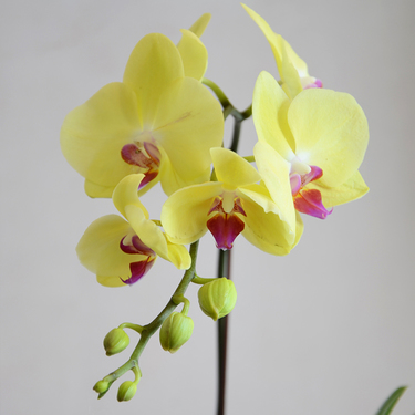 Yellow Orchid in Black Box | Buy Orchids in Dubai UAE | Gifts