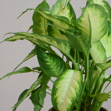 Dieffenbachia in Brown Pot | Buy Plants in Dubai UAE | Gifts