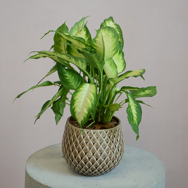 Dieffenbachia in Brown Pot | Buy Plants in Dubai UAE | Gifts