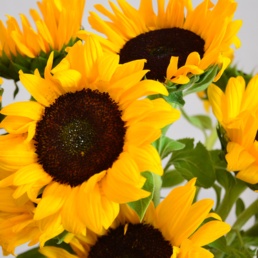 Sunflower Bouquet | Buy Flowers in Dubai UAE | Flower Bouquet