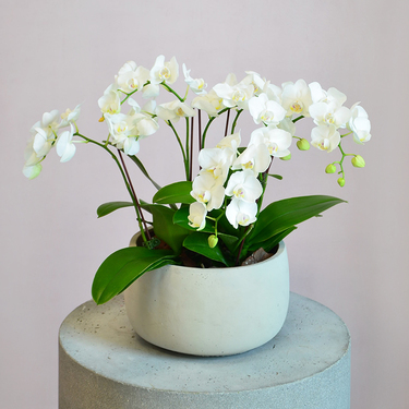 3 Midi Orchids in a White Pot | Buy Orchids in Dubai UAE | Gifts