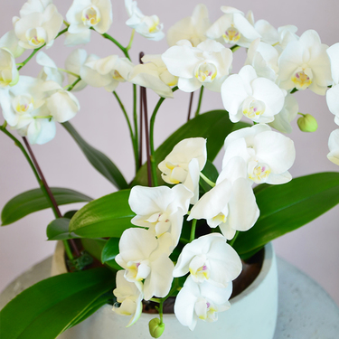 3 Midi Orchids in a White Pot | Buy Orchids in Dubai UAE | Gifts