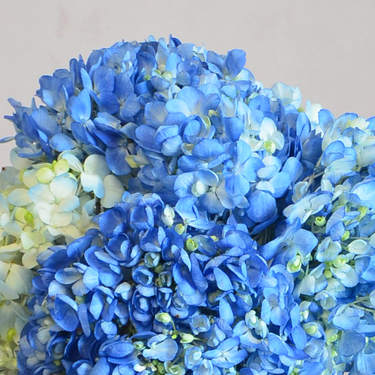 Blue Hydrangea Bouquet | Buy Flowers in Dubai UAE | Gifts