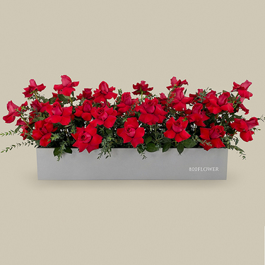 Red Rose Flower Garden Box | Buy Flowers in Dubai UAE | Gifts