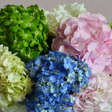 Hydrangea Delight Vase Arrangement | Buy Flowers in Dubai UAE | Gifts