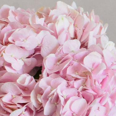 Pink Hydrangea Bouquet | Buy Flowers in Dubai UAE | Gifts