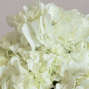 White Hydrangea Bouquet | Buy Flowers in Dubai UAE | Gifts