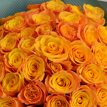 50 Orange Roses | Buy Flowers in Dubai UAE | Gifts