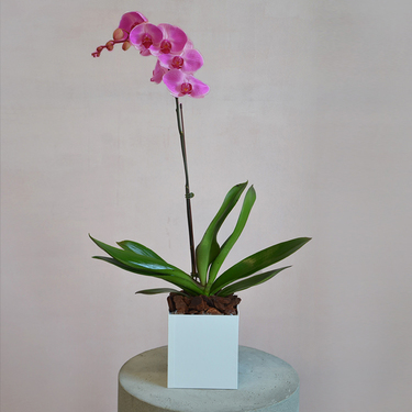 Purple Orchid in Black Box | Buy Orchids in Dubai UAE | Gifts