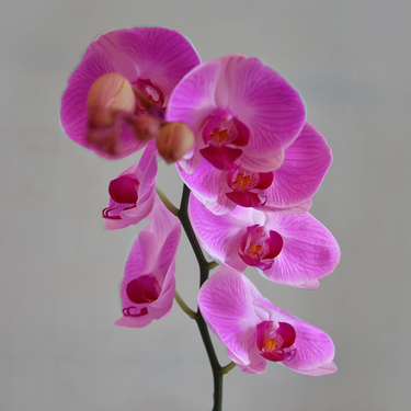 Purple Orchid in Black Box | Buy Orchids in Dubai UAE | Gifts