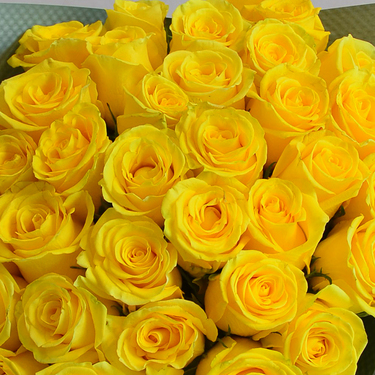 24 Sunny Roses | Buy Flowers in Dubai UAE | Gifts