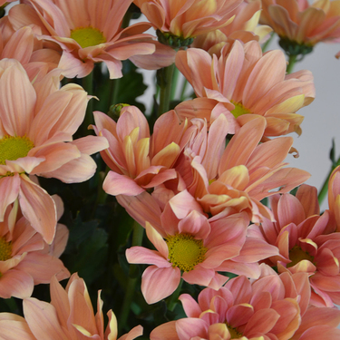 Pastel Bloom Flowers | Buy Flowers in Dubai UAE | Gifts