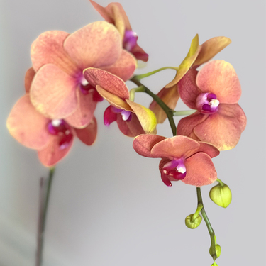 Orange Orchid in Black Box | Buy Orchids in Dubai UAE | Gifts