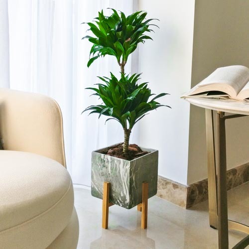 Tropical Rain Forest | Buy Flowers in Dubai UAE | Gifts