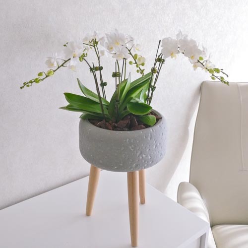 Mini Orchid Shower | Buy Flowers in Dubai UAE | Gifts