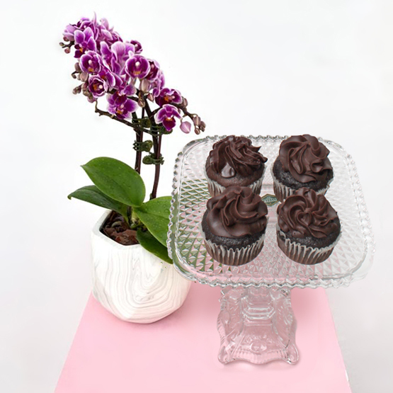 Midi Orchids Purple Chocolate Package Buy Orchids in
